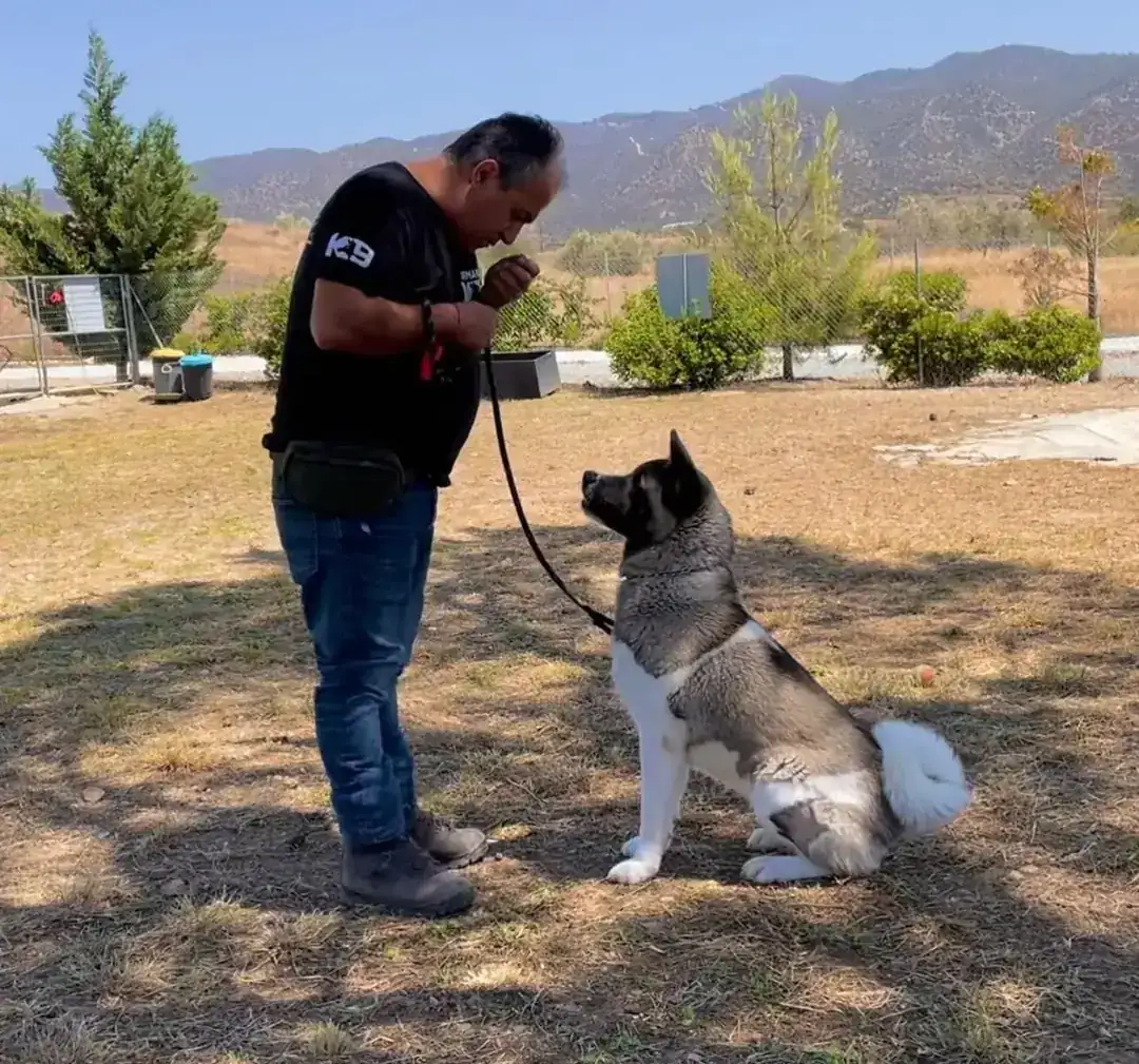 Personalised dog training with Andreas Demetriou in Cyprus — an Akita learning focus outdoors