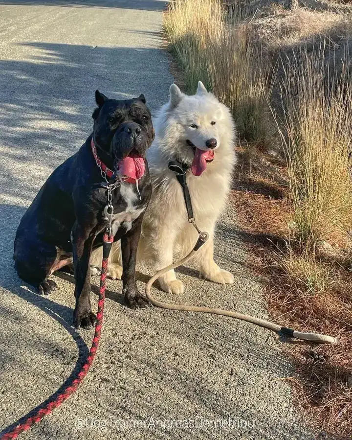 Sparta and Liza during behaviour training