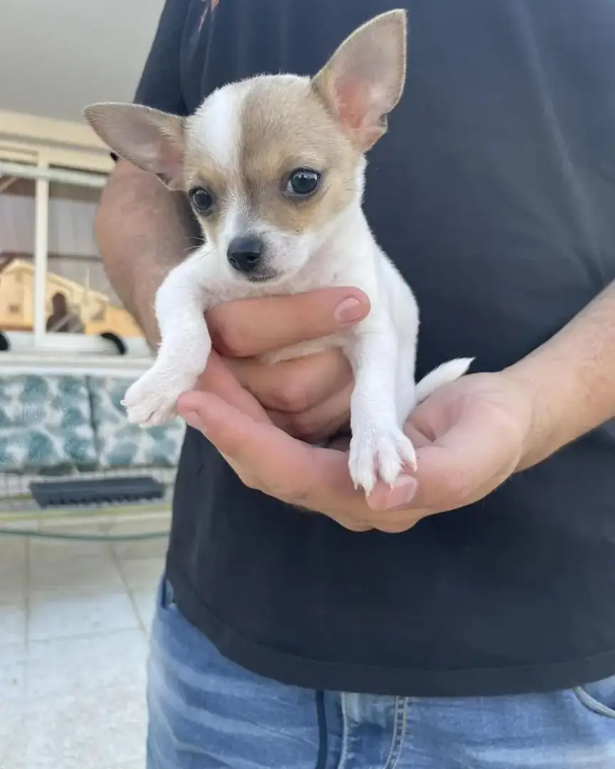 Puppy training in Cyprus — a Chihuahua puppy in the trainer's hands