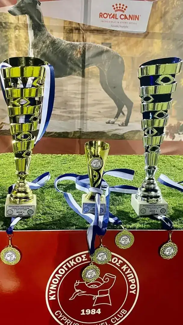 Trophies won at a Cyprus Kennel Club international dog show