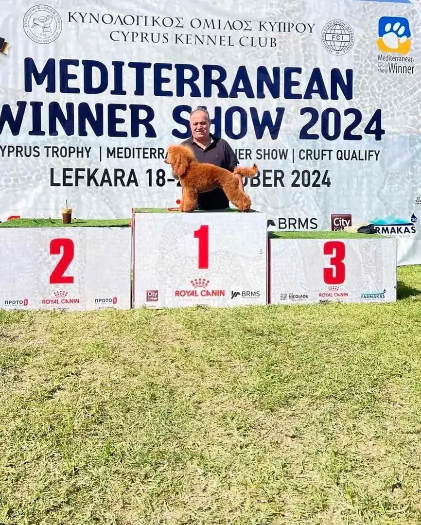 Mediterranean Winner Show 2024 podium, Cyprus Kennel Club