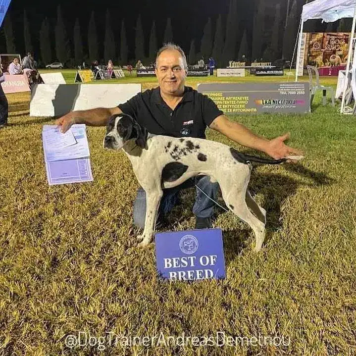 Aldo the English Pointer with his Best of Breed card at the Cyprus Kennel Club International Dog Show 2021