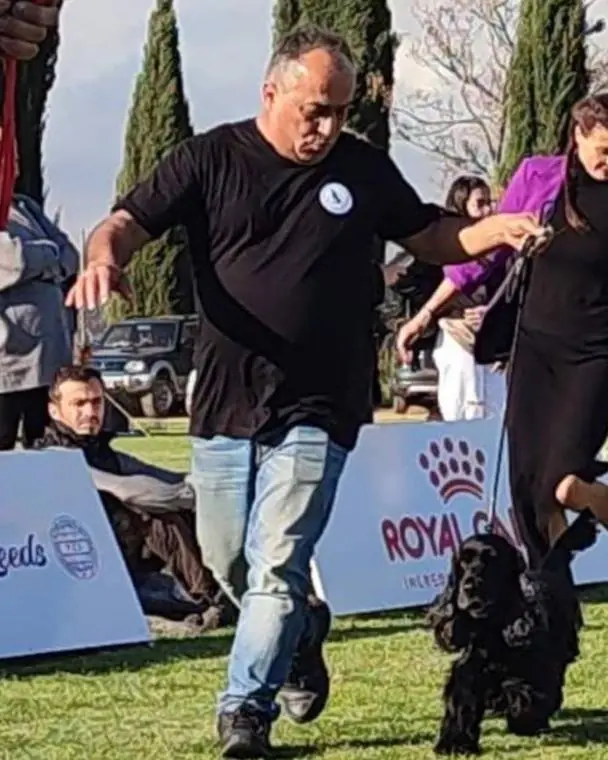 Andreas Demetriou moving a Cocker Spaniel in the ring at the Spring International Dog Show 2023