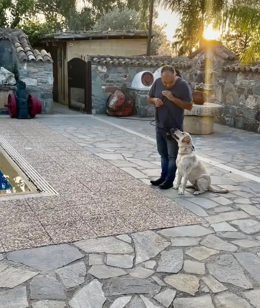 Behaviour modification — Sky the Labrador learning calm walks
